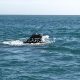 Pietų Afrika (PAR) - plaukiame žiurėti banginius