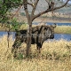 Pietų Afrika (PAR) - Pilanesberg Game Reserve