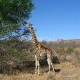 Pietų Afrika (PAR) - Kriugerio Nacionalinis Parkas
