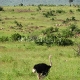 Masai Mara Rezervatas