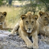 Pietų Afrikos safaris