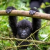 Gorilos, Kenijos parkai ir Zanzibaras II