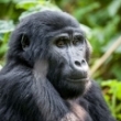 Gorilos, Kenijos parkai ir Zanzibaras I