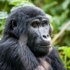 Gorilos, Kenijos parkai ir Zanzibaras I