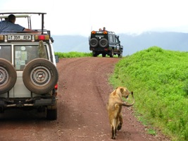 ngorongoro2