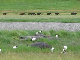 ngorongoro4