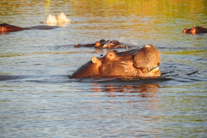 Okavango_delta_2