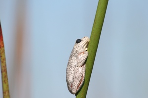 Okavango_delta_6